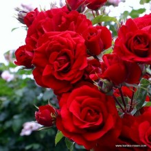 ekskluzywne róże pnące parkowe okrywowe szkółka Polska